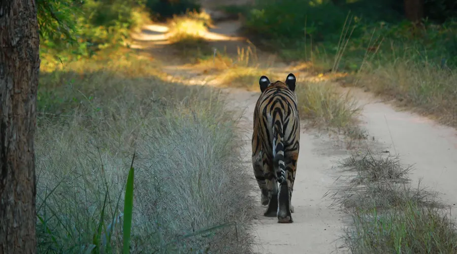 Wildlife Safari In Sanjay Dubri National Park